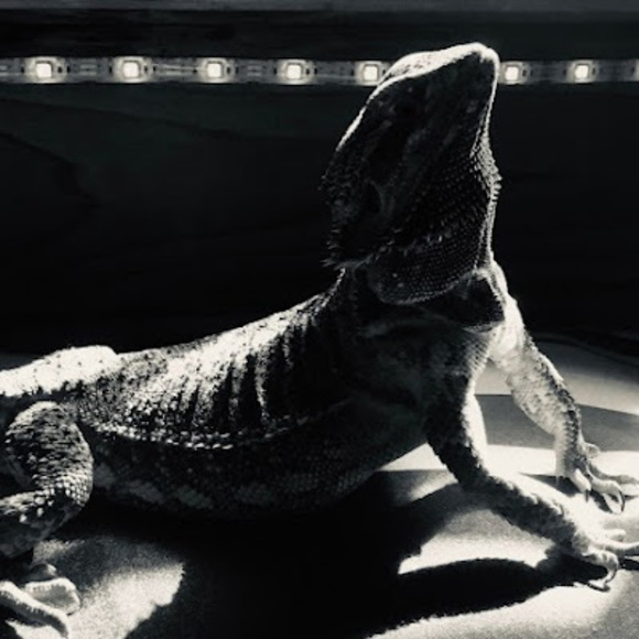 Meet your Posher, Juanito - Picture 1 of 1